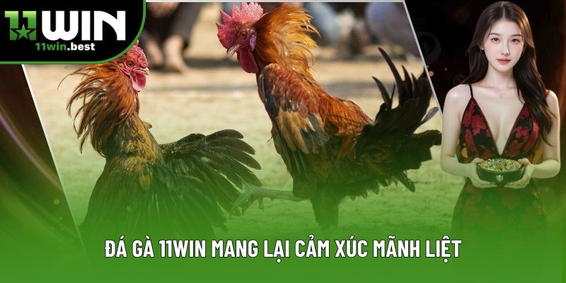 Đá gà 11win mang lại cảm xúc mãnh liệt