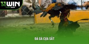 Đá Gà Cựa Sắt - Hướng Dẫn Chi Tiết Tại 11Win Cho Người Mới