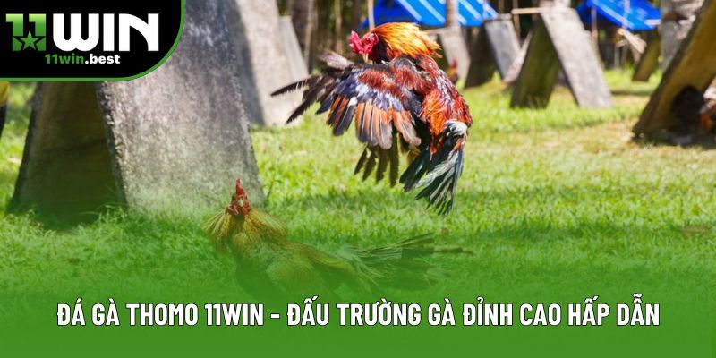 Đá Gà Thomo 11win - Đấu Trường Gà Đỉnh Cao Hấp Dẫn