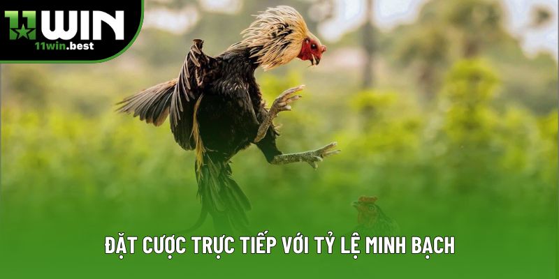 Đặt cược trực tiếp với tỷ lệ minh bạch