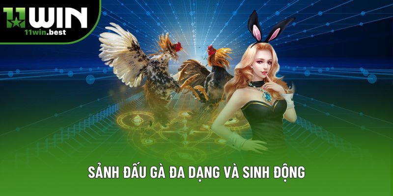 Sảnh đấu gà đa dạng và sinh động