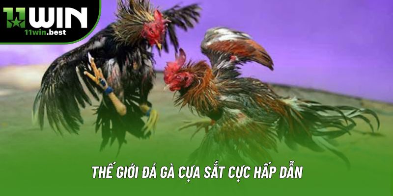 Thế giới đá gà cựa sắt cực hấp dẫn